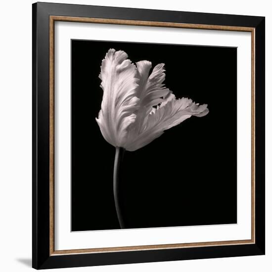 Parrot Tulip-Michael Harrison-Framed Art Print