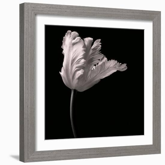 Parrot Tulip-Michael Harrison-Framed Art Print