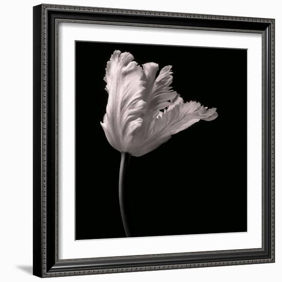 Parrot Tulip-Michael Harrison-Framed Art Print