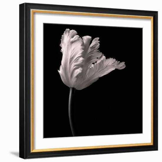 Parrot Tulip-Michael Harrison-Framed Art Print