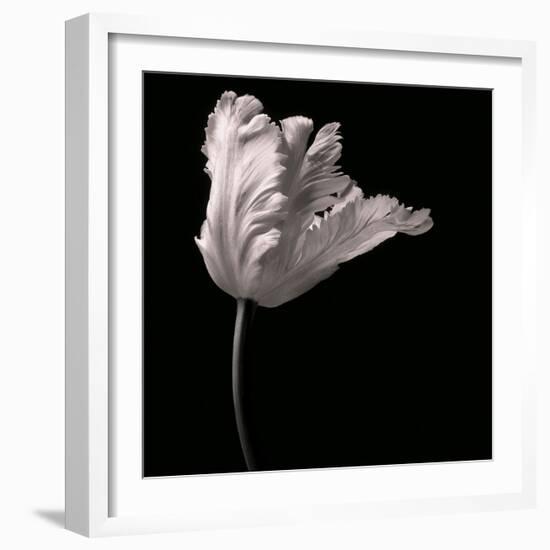 Parrot Tulip-Michael Harrison-Framed Art Print