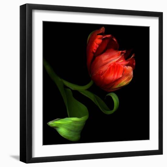 Parrot Tulip-Magda Indigo-Framed Photographic Print