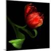 Parrot Tulip-Magda Indigo-Mounted Photographic Print