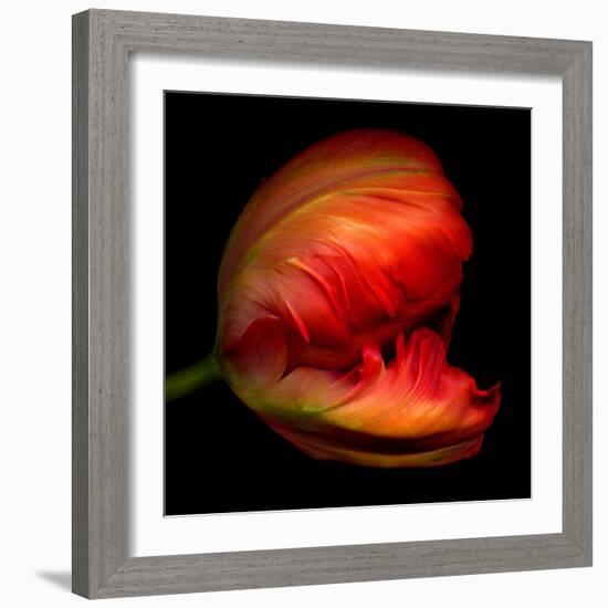 Parrot Tulip-Magda Indigo-Framed Photographic Print