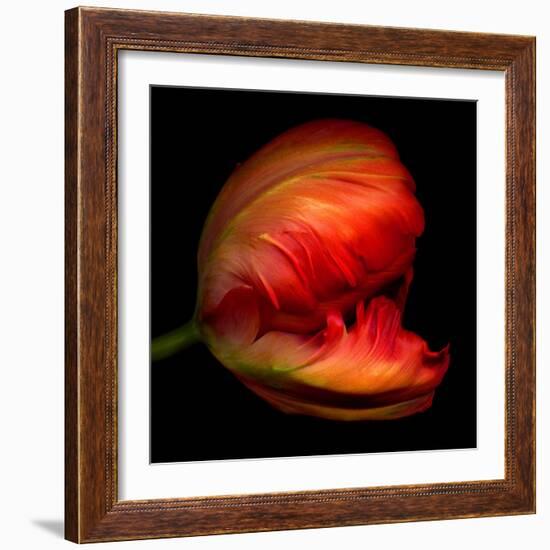 Parrot Tulip-Magda Indigo-Framed Photographic Print