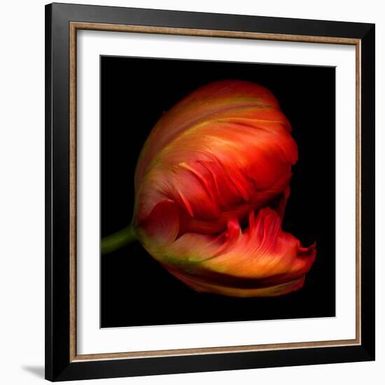 Parrot Tulip-Magda Indigo-Framed Photographic Print