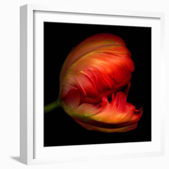 Parrot Tulip-Magda Indigo-Framed Photographic Print