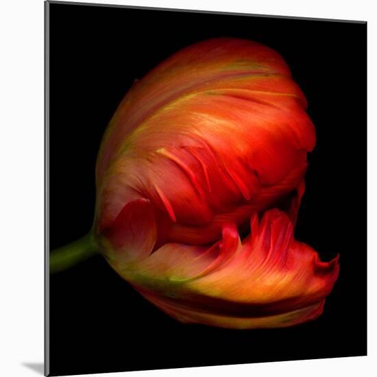 Parrot Tulip-Magda Indigo-Mounted Photographic Print