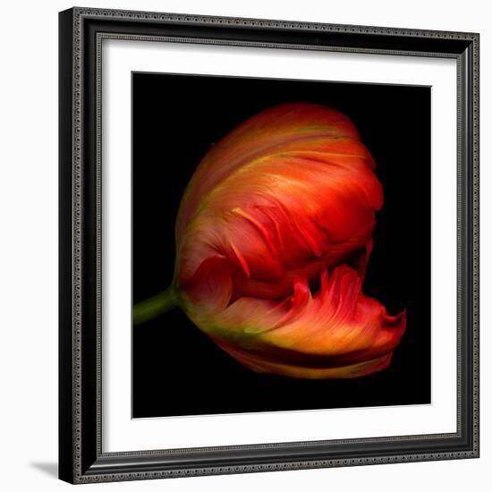 Parrot Tulip-Magda Indigo-Framed Photographic Print