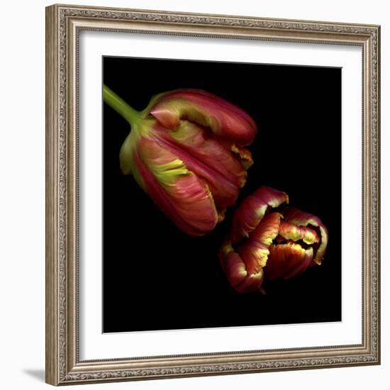 Parrot Tulips 1-Magda Indigo-Framed Photographic Print