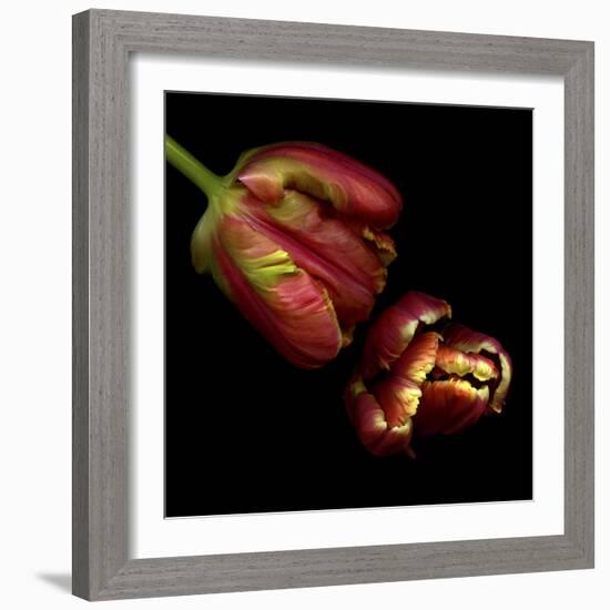 Parrot Tulips 1-Magda Indigo-Framed Photographic Print