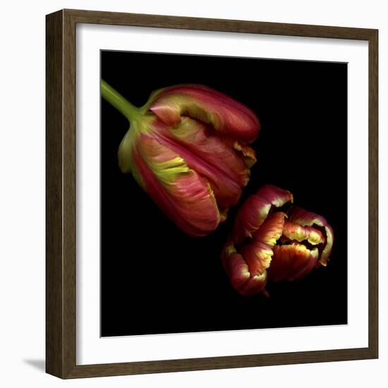 Parrot Tulips 1-Magda Indigo-Framed Photographic Print