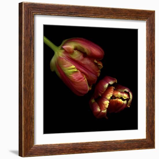 Parrot Tulips 1-Magda Indigo-Framed Photographic Print