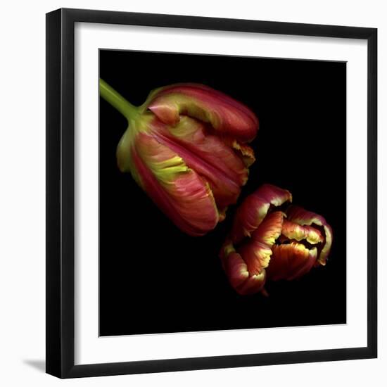 Parrot Tulips 1-Magda Indigo-Framed Photographic Print