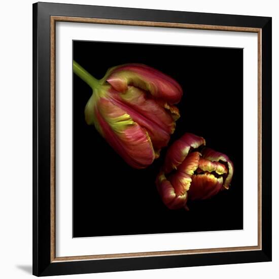 Parrot Tulips 1-Magda Indigo-Framed Photographic Print