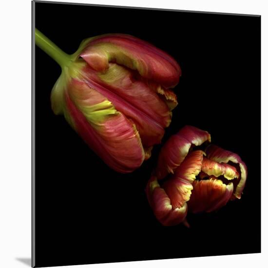 Parrot Tulips 1-Magda Indigo-Mounted Photographic Print