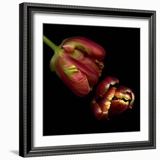 Parrot Tulips 1-Magda Indigo-Framed Photographic Print