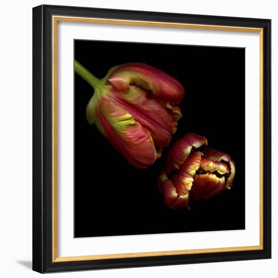 Parrot Tulips 1-Magda Indigo-Framed Photographic Print