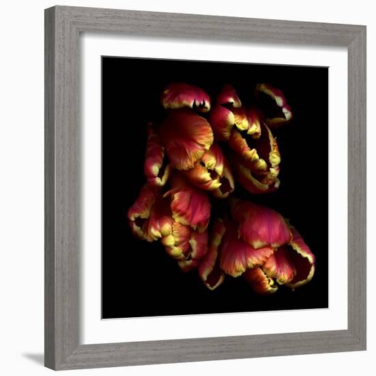 Parrot Tulips 2-Magda Indigo-Framed Photographic Print