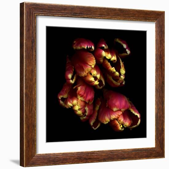 Parrot Tulips 2-Magda Indigo-Framed Photographic Print