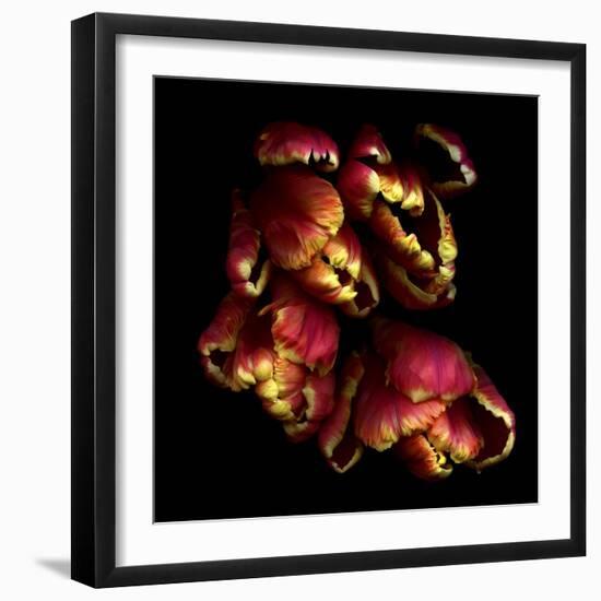 Parrot Tulips 2-Magda Indigo-Framed Photographic Print