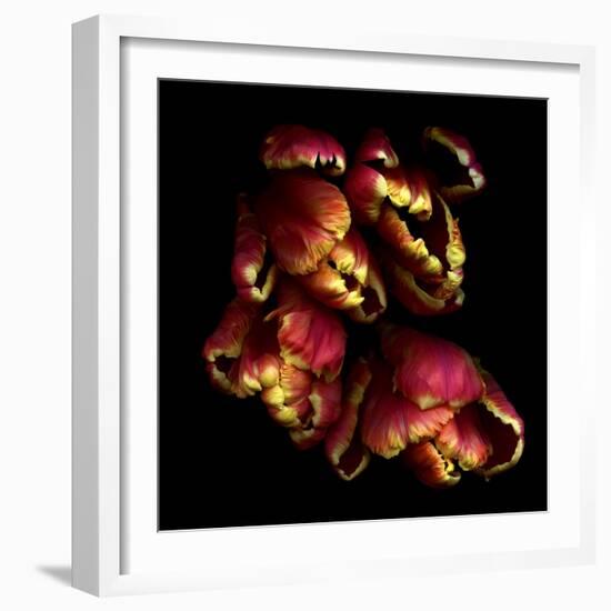 Parrot Tulips 2-Magda Indigo-Framed Photographic Print