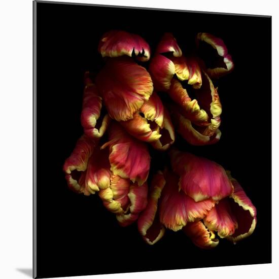 Parrot Tulips 2-Magda Indigo-Mounted Photographic Print