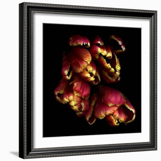 Parrot Tulips 2-Magda Indigo-Framed Photographic Print