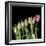 Parrot Tulips 3-Magda Indigo-Framed Photographic Print