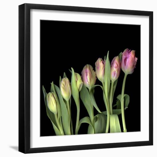 Parrot Tulips 3-Magda Indigo-Framed Photographic Print