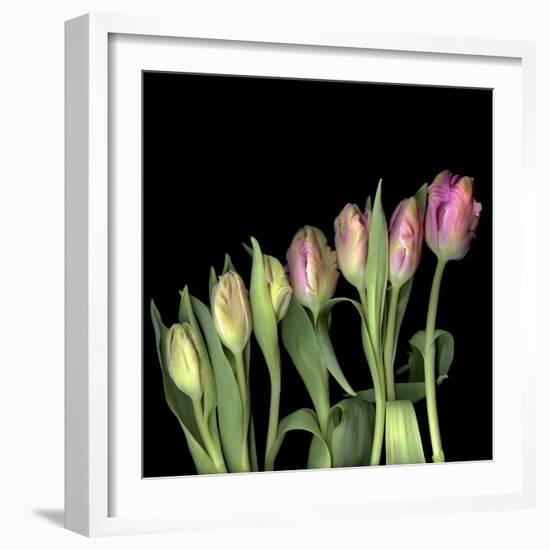 Parrot Tulips 3-Magda Indigo-Framed Photographic Print