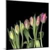 Parrot Tulips 3-Magda Indigo-Mounted Photographic Print