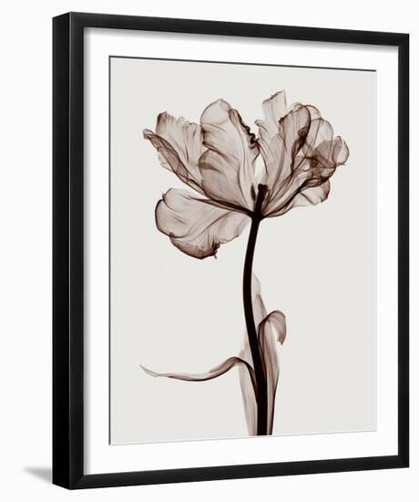 Parrot Tulips I-Steven N^ Meyers-Framed Giclee Print
