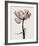 Parrot Tulips I-Steven N^ Meyers-Framed Giclee Print