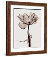 Parrot Tulips I-Steven N^ Meyers-Framed Giclee Print