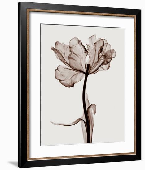 Parrot Tulips I-Steven N^ Meyers-Framed Giclee Print