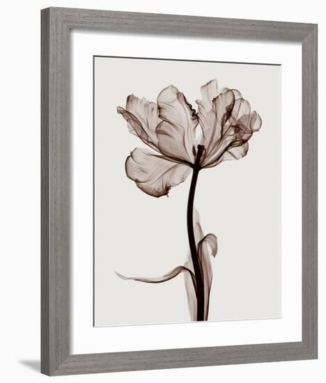 Parrot Tulips I-Steven N^ Meyers-Framed Giclee Print