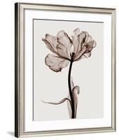 Parrot Tulips I-Steven N^ Meyers-Framed Giclee Print