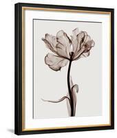 Parrot Tulips I-Steven N^ Meyers-Framed Giclee Print