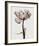 Parrot Tulips I-Steven N^ Meyers-Framed Giclee Print