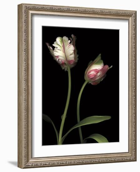 Parrot Tulips I-Andrew Levine-Framed Giclee Print