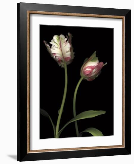 Parrot Tulips I-Andrew Levine-Framed Giclee Print