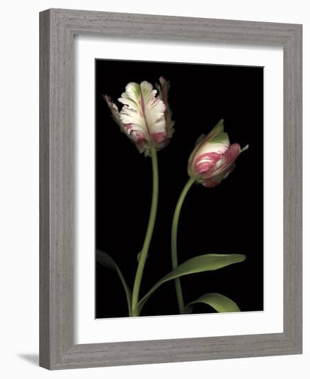 Parrot Tulips I-Andrew Levine-Framed Giclee Print