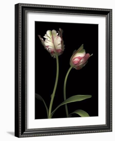 Parrot Tulips I-Andrew Levine-Framed Giclee Print