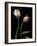 Parrot Tulips I-Andrew Levine-Framed Giclee Print