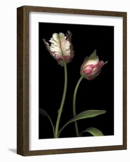 Parrot Tulips I-Andrew Levine-Framed Giclee Print