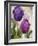 Parrot Tulips I-null-Framed Giclee Print