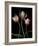 Parrot Tulips II-Andrew Levine-Framed Giclee Print