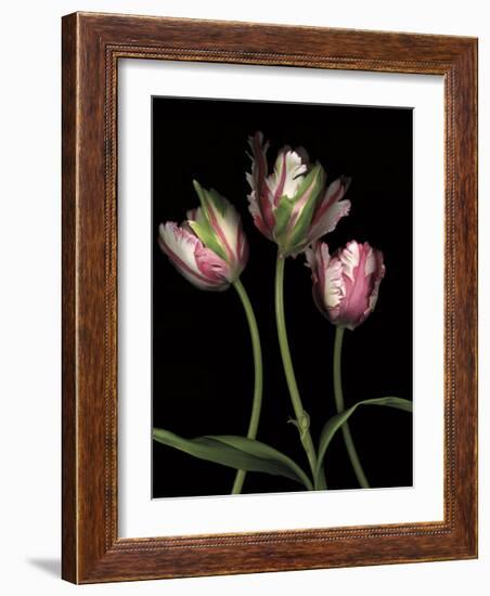 Parrot Tulips II-Andrew Levine-Framed Giclee Print