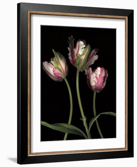 Parrot Tulips II-Andrew Levine-Framed Giclee Print